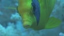 POISSON PAPILLON