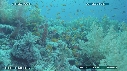 ALCYONAIRE