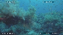 ALCYONAIRE