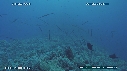 ALCYONAIRE, POISSON FLUTE