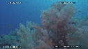 ALCYONAIRE