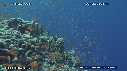 CORAIL DUR, ANTHIAS
