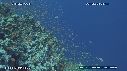 CORAIL DUR, ANTHIAS, CARANGUES