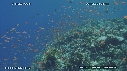 CORAIL DUR, ANTHIAS, DEMOISELLES