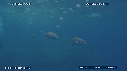 RECIF, MEDUSE CARANGUE