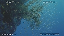 CORAIL NOIR, ALCYONNAIRE