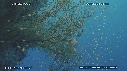 CORAIL NOIR, ALCYONNAIRE