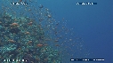 RECIF, ANTHIAS, CARANGUE