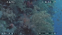 ALCYONAIRE, ANTHIAS