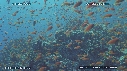 RECIF, ANTHIAS