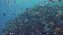 RECIF, ANTHIAS