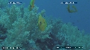 ALCYONAIRE, POISSON PAPILLON