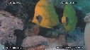 ALCYONAIRE, POISSON PAPILLON