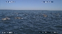 DAUPHINS COMMUNS, CAVALERIE