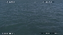 DAUPHINS COMMUNS, FOUS