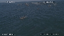 DAUPHINS COMMUNS, CAVALERIE