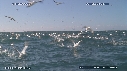 BAIT BALL, FOUS, DAUPHINS