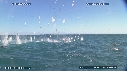 BAIT BALL, FOUS, DAUPHINS, OTARIES