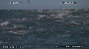 DAUPHINS, CAVALERIE