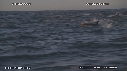 DAUPHINS, CAVALERIE