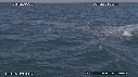 BALEINE A BOSSE
