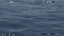 BALEINE A BOSSE