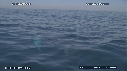 BALEINE A BOSSE