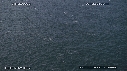 BAIT BALL, FOUS, DAUPHINS, BALEINE