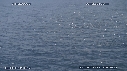 BAIT BALL, FOUS