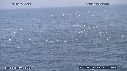 BAIT BALL, FOUS, DAUPHINS