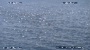 BAIT BALL, FOUS, DAUPHINS