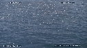BAIT BALL, FOUS