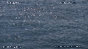 BAIT BALL, FOUS