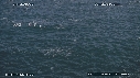 BAIT BALL, FOUS, DAUPHINS
