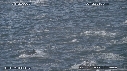 DAUPHINS, CAVALERIE
