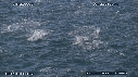 DAUPHINS, CAVALERIE
