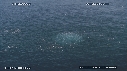 BAIT BALL, FOUS, DAUPHINS, BALEINE
