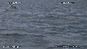 DAUPHINS, CAVALERIE, FOUS