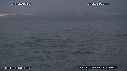 REQUIN BLANC, OISEAUX