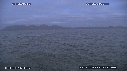 REQUIN BLANC, OTARIE, OISEAUX