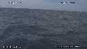 DAUPHINS COMMUNS, CAVALERIE, FOUS