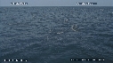 DAUPHINS COMMUNS, CAVALERIE