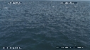 DAUPHINS COMMUNS, CAVALERIE, FOUS