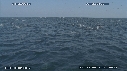 DAUPHINS COMMUNS, CAVALERIE, FOUS