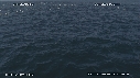 DAUPHINS COMMUNS, CAVALERIE, FOUS