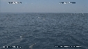 FOUS, DAUPHINS