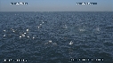 FOUS, DAUPHINS