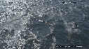 DAUPHINS COMMUNS, CAVALERIE, FOUS