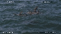 BAIT BALL, OTARIES