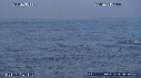 BALEINE A BOSSE